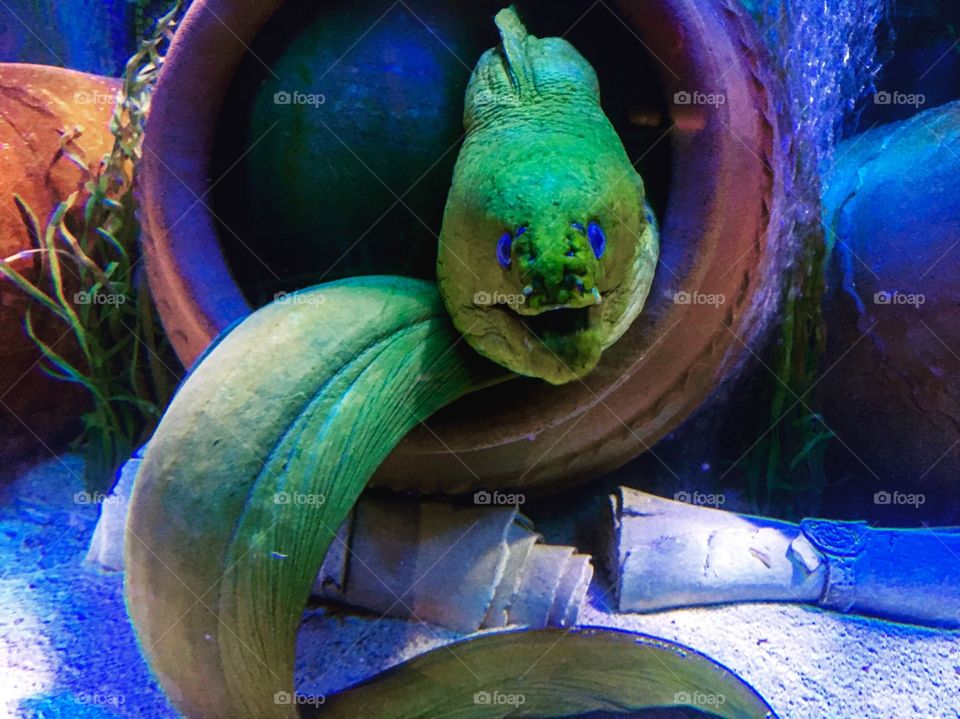 Marvelous eel 