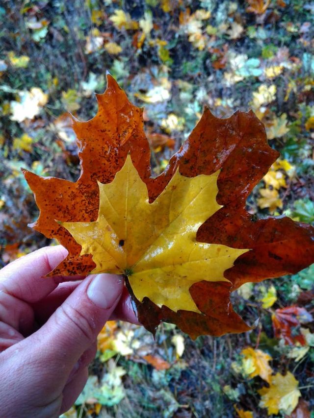 LEAF