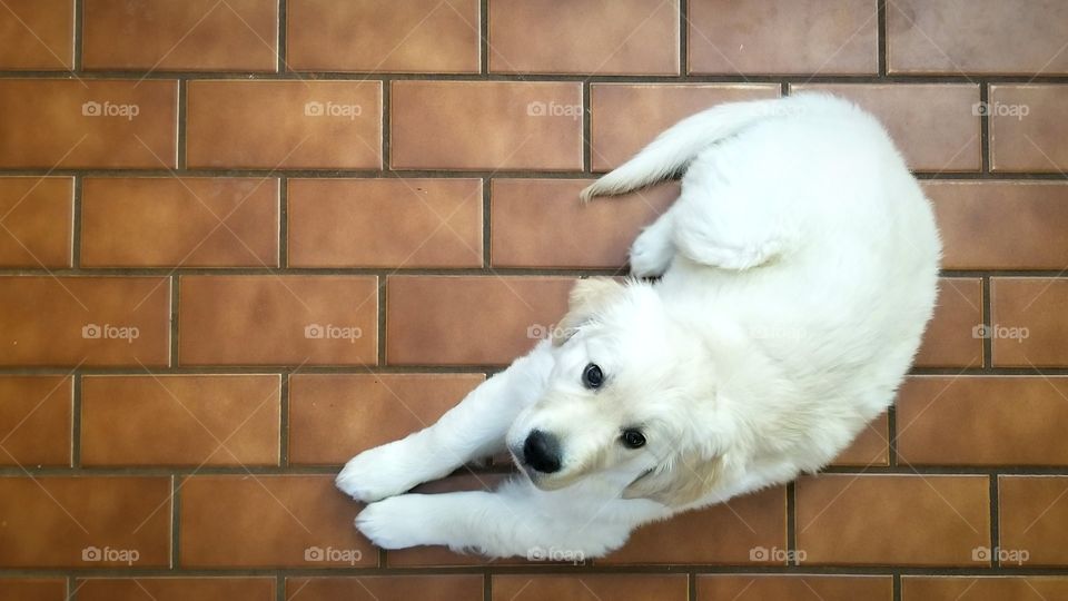 English Golden Retriever - 10 weeks