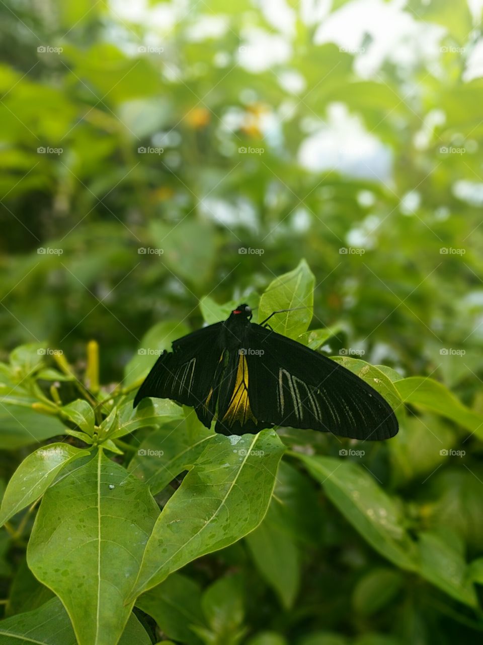 Butterfly on tree