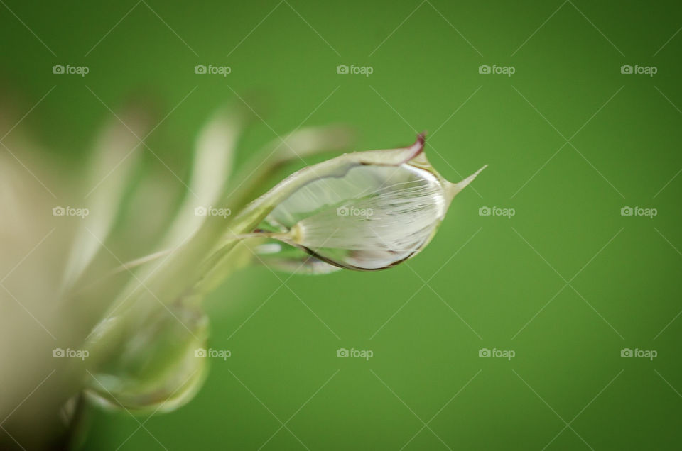 dandelion stem in raindrop