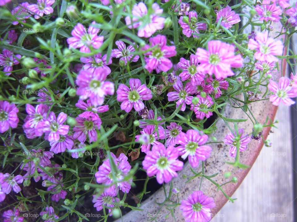 Pink flowers 