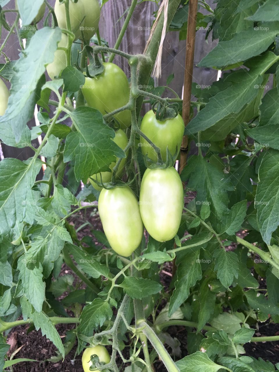 Perfect Roma-style tomatoes waiting to ripen. 