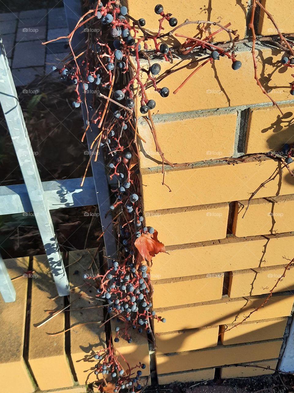 dark blue grapes of wild wine against yellow wall