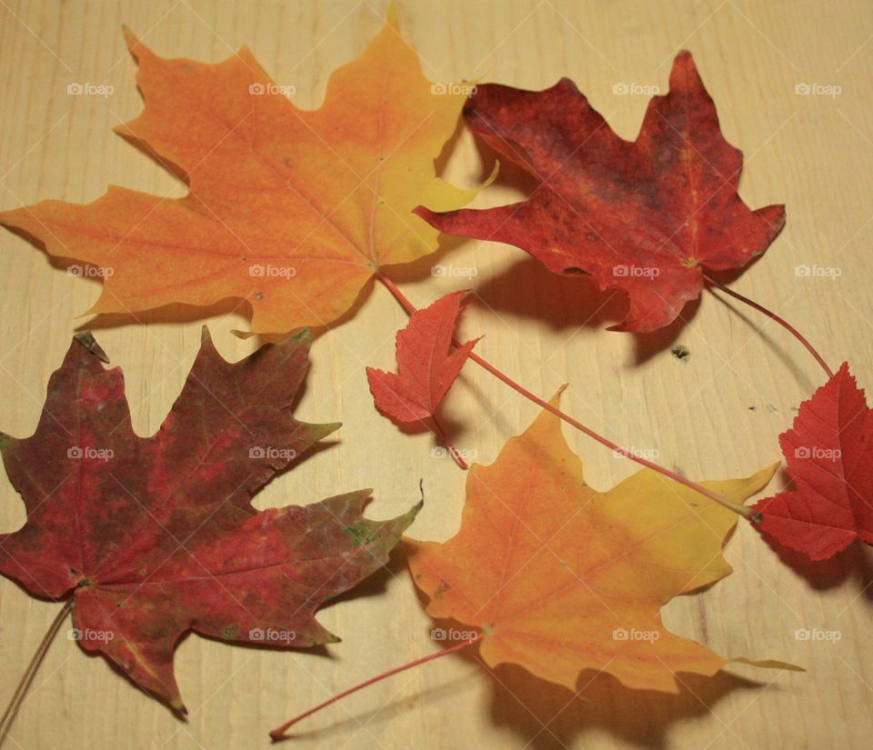leaves of fall