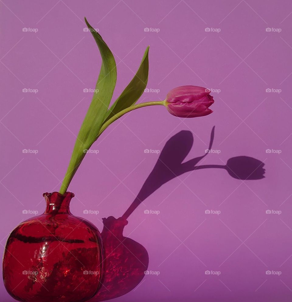 Tulip🌷Still life🌷 Vase 🌷