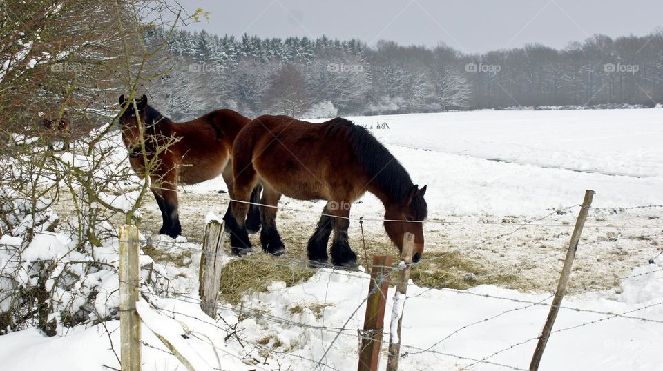 snowy winter landscape with two horses