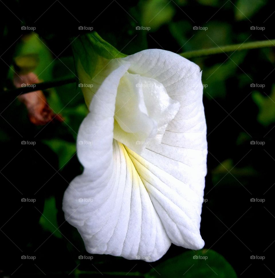 white pea flowers