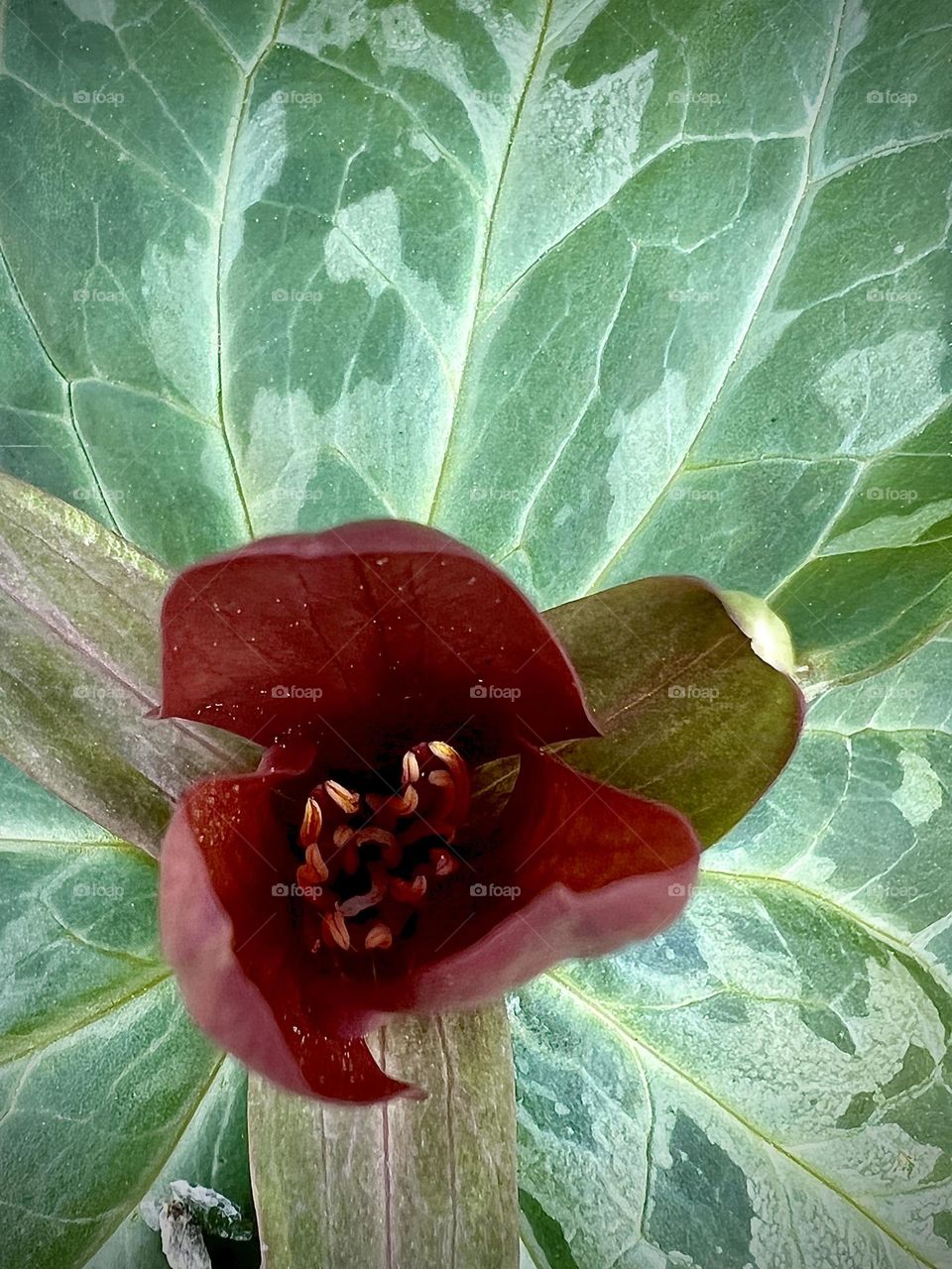 An overhead full frame shot of a wild shrub opening in the spring. The stamens are partly visible and covered with pollen grains.