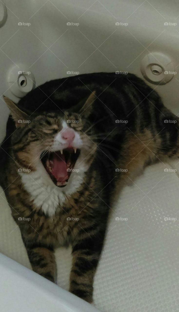 yawning tub kitty