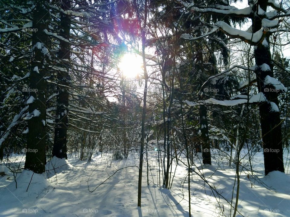 The sun breaks through the trees in the forest