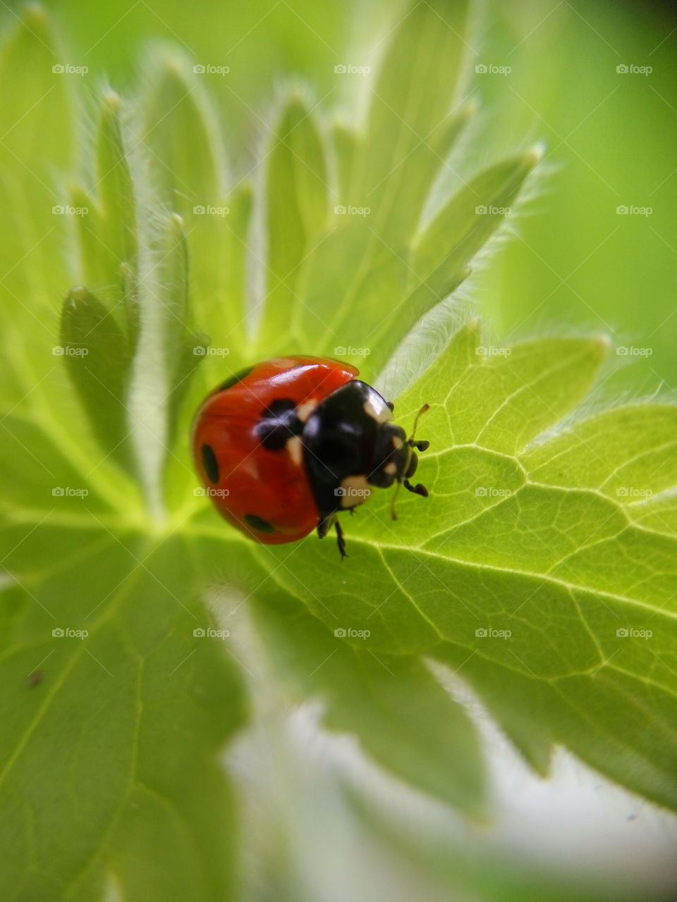 ladybug