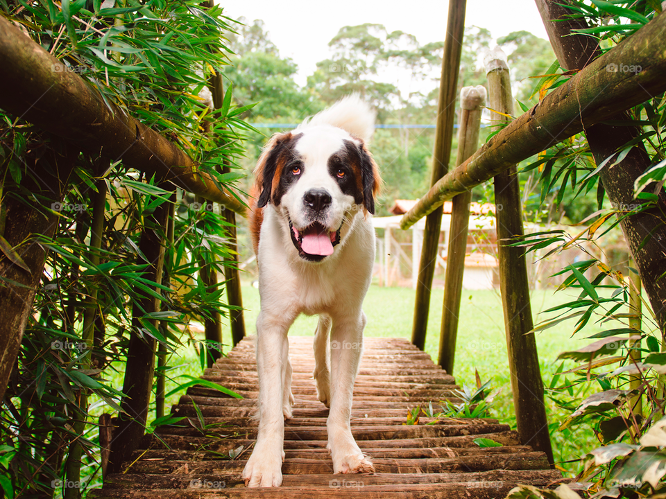 São Bernardo numa ponte cercada de bambu