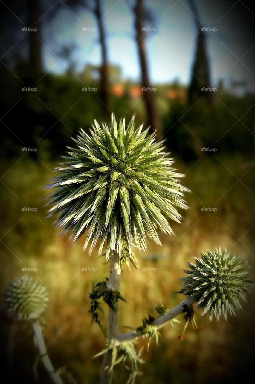 Echinops spinosissimus Turra