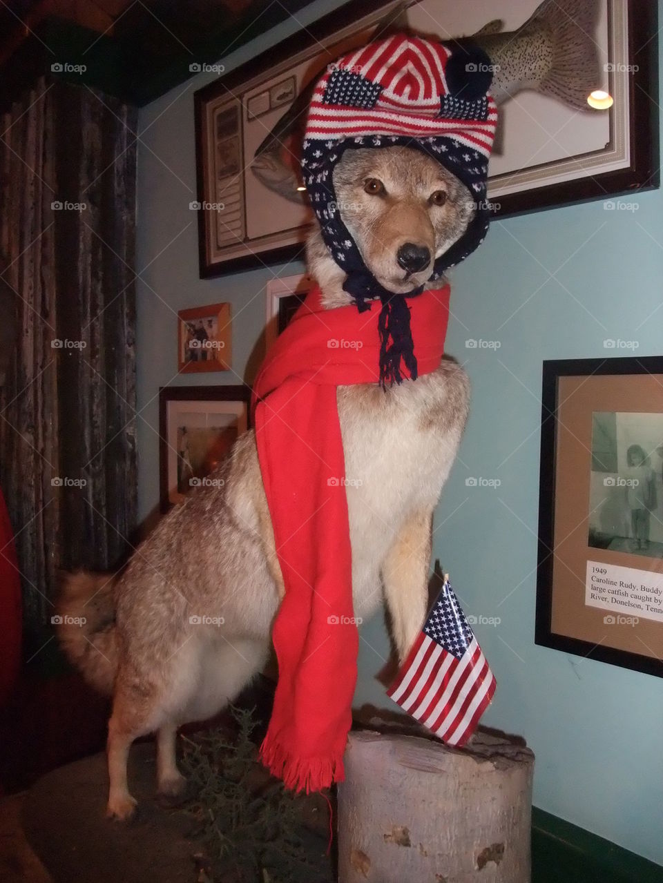 Cayote all dressed up