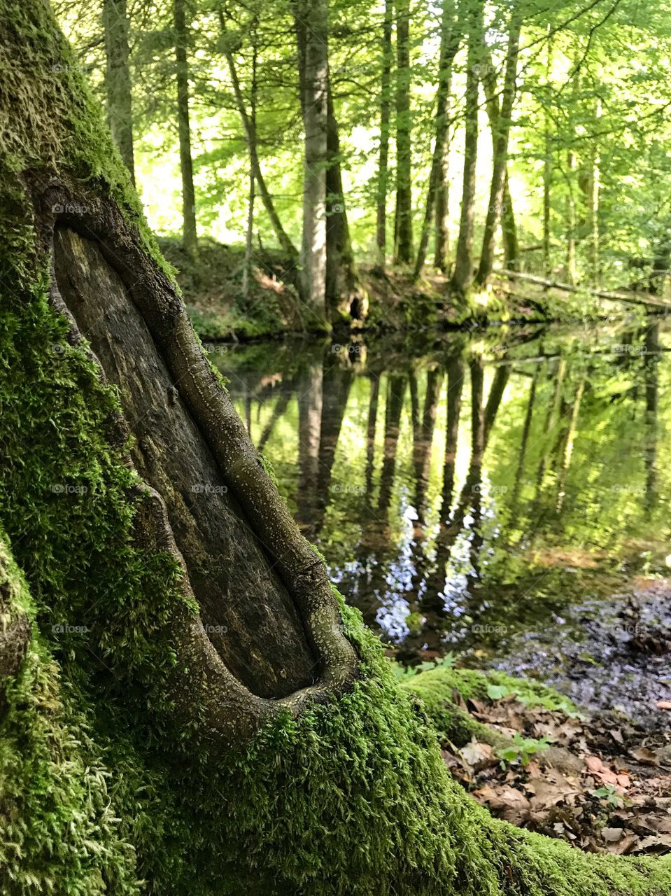 Steibachweiher 
