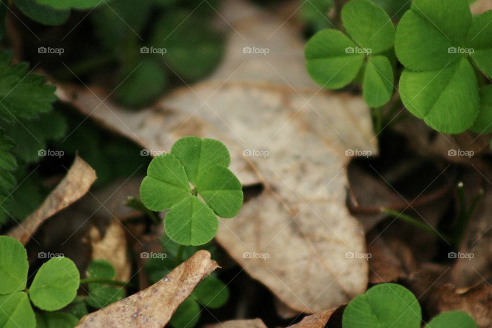 Perfect Luck. A perfect four leaf clover.