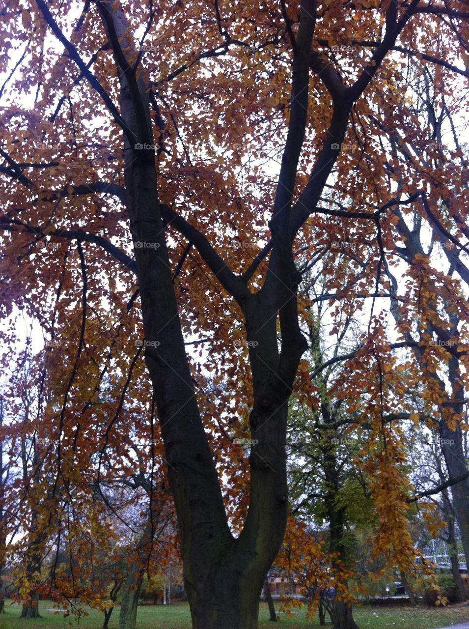 Tree, Fall, Wood, Park, Leaf