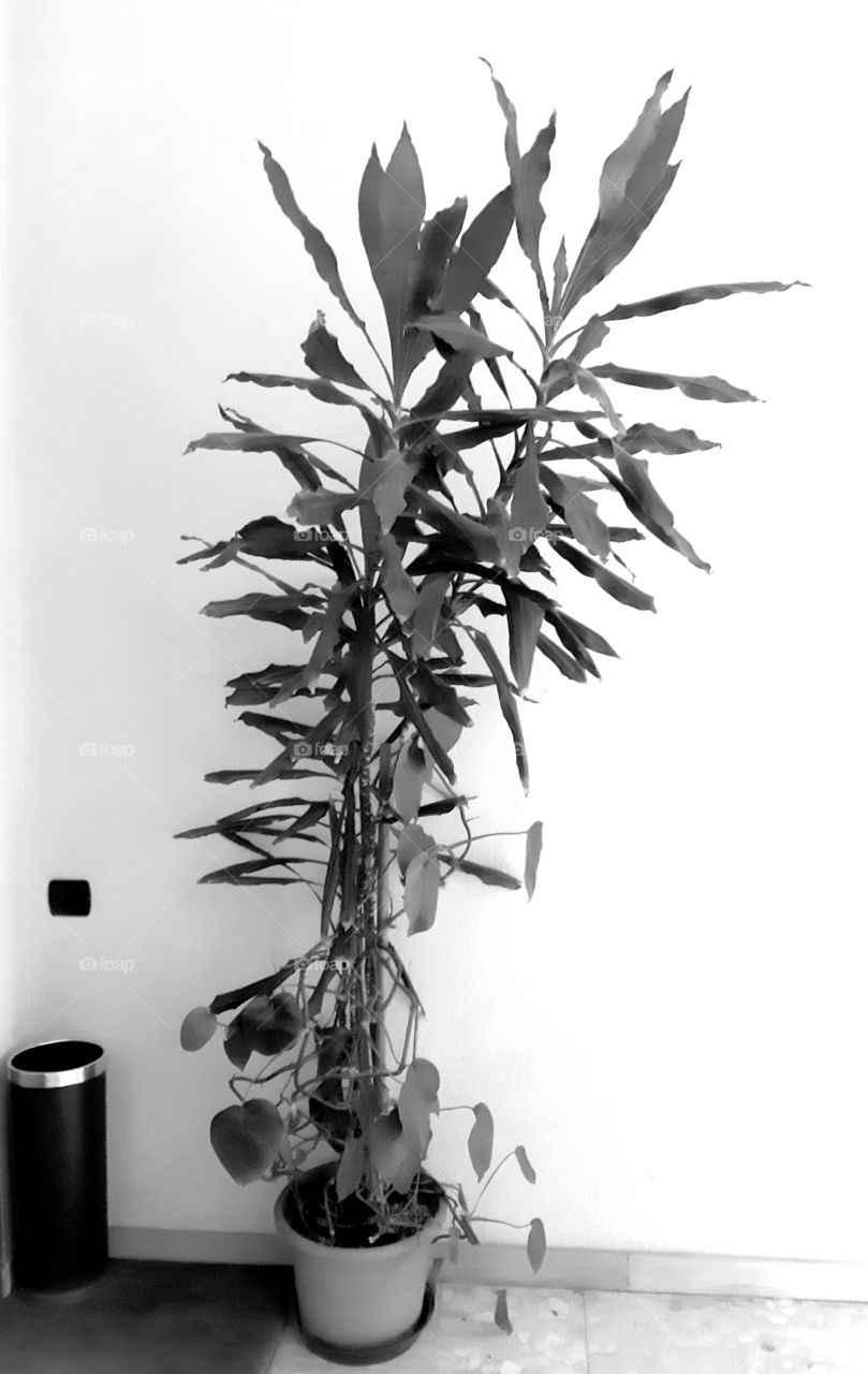 Plant