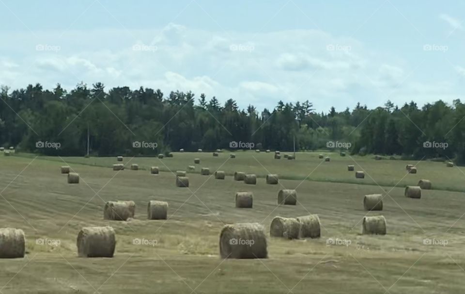 Hay bales in a field 