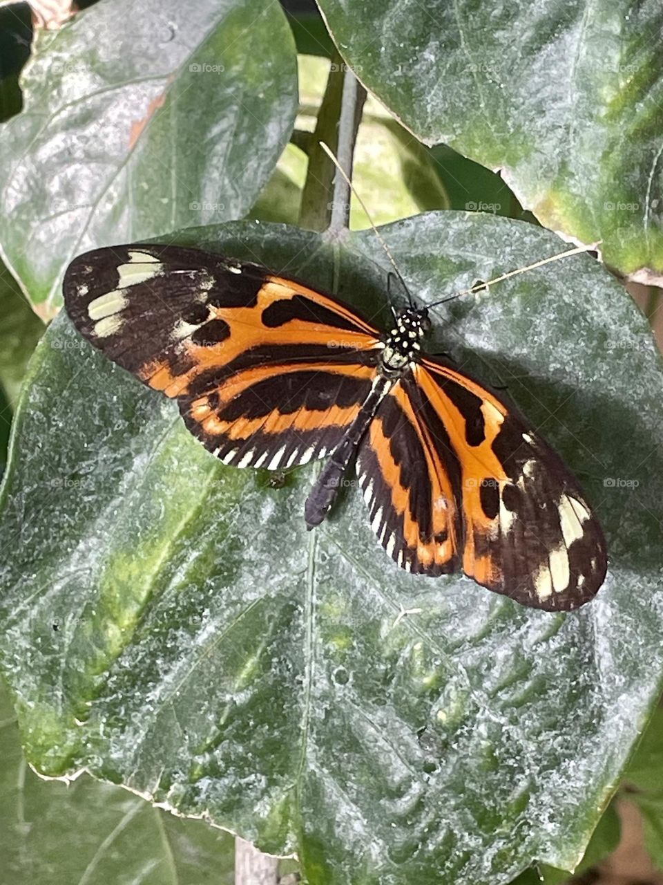 Borboletas, butterfly 