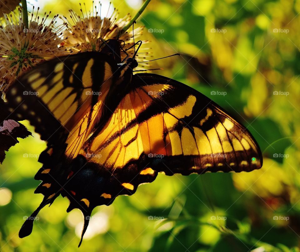 Yellow and black butterfly