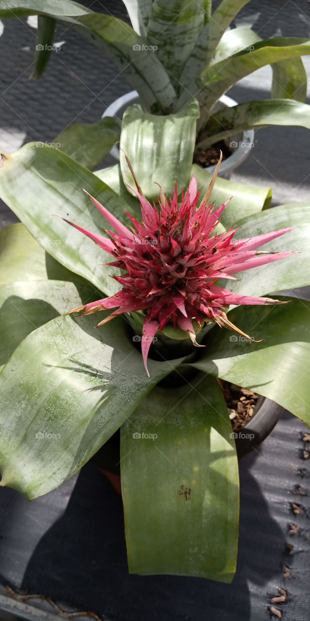 Cactus, Nature, Flower, Leaf, Succulent