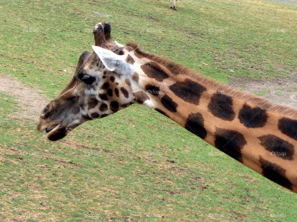 giraffe