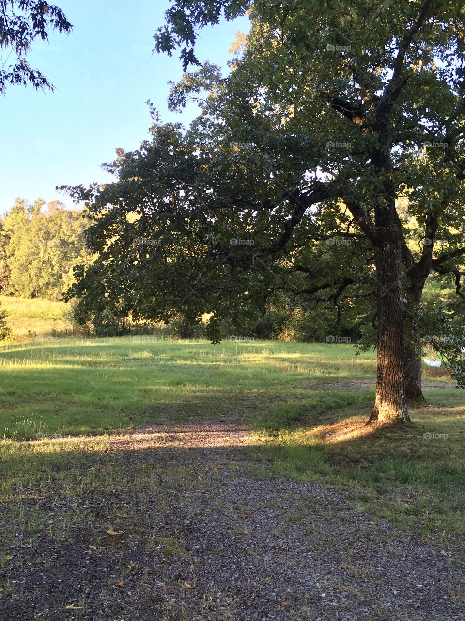 Country Road And Tree