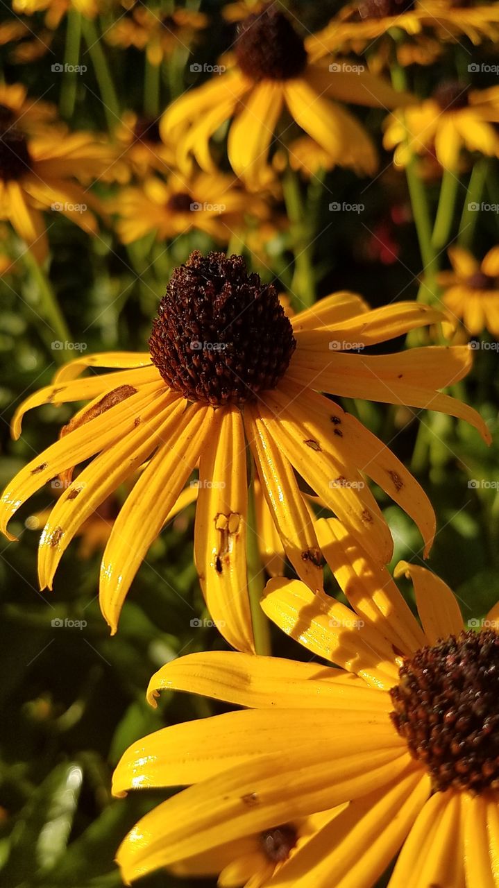 black eyed Susan's