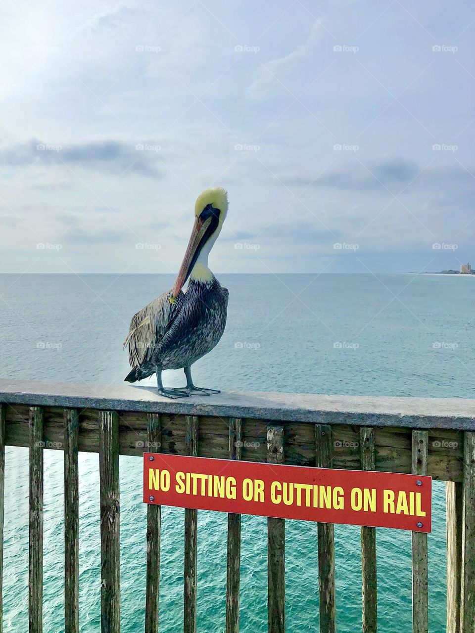 Pelican standing on a wooden rail on ocean pier. A sign below prohibits sitting but not standing.