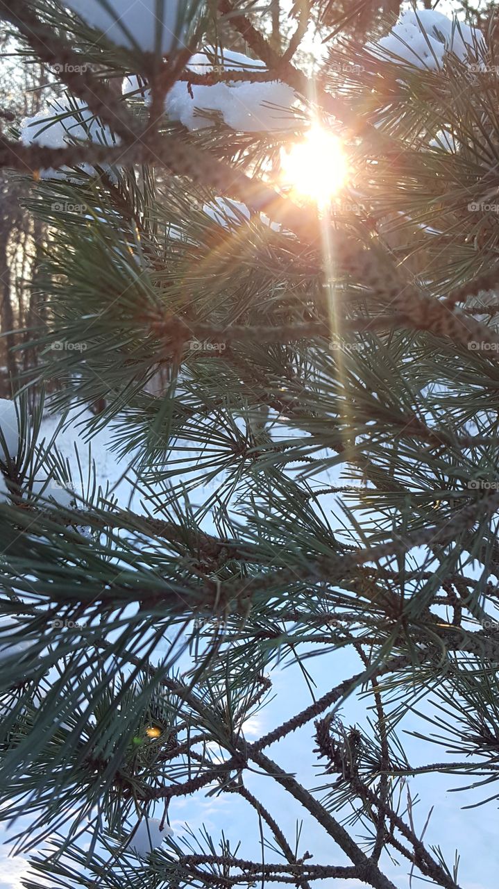 Late day sun beams peeking through the pine boughs