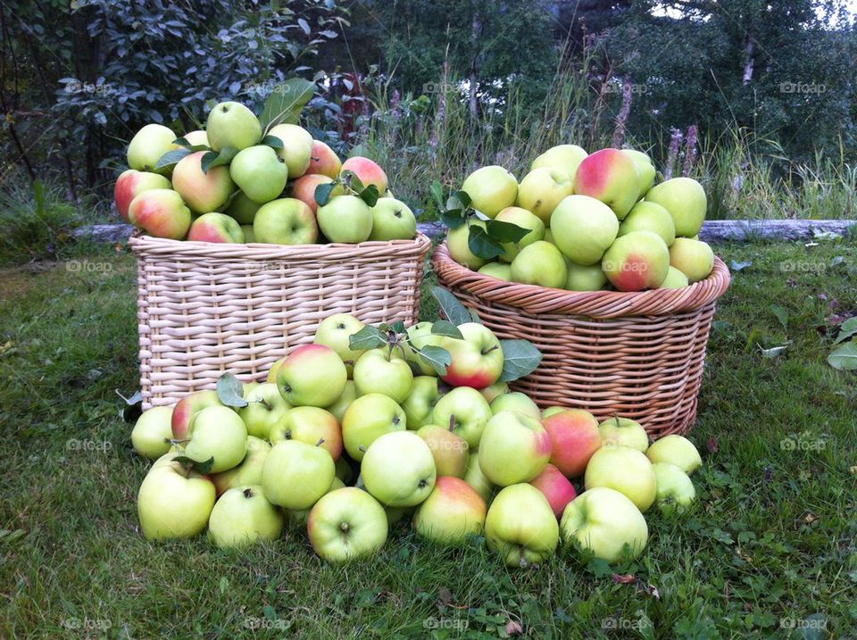 Äpplen / Apples