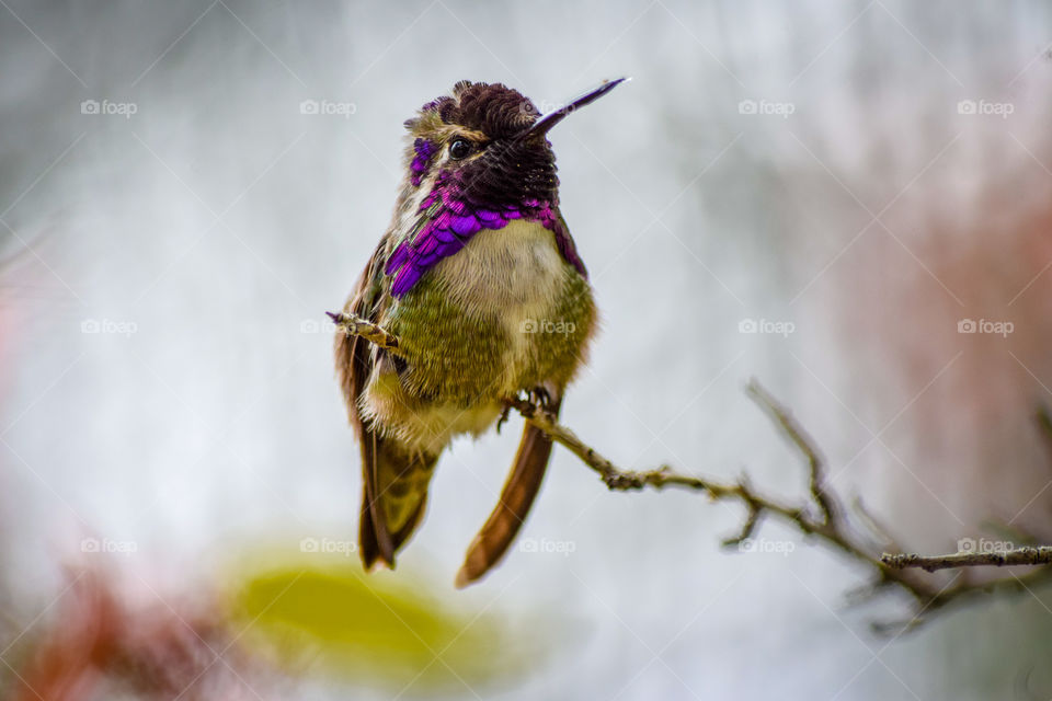 Bird, Wildlife, Nature, Outdoors, Animal