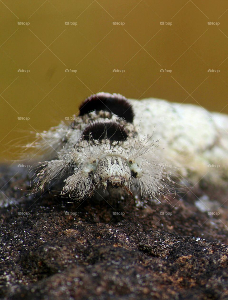 Hairy Caterpillar on stone