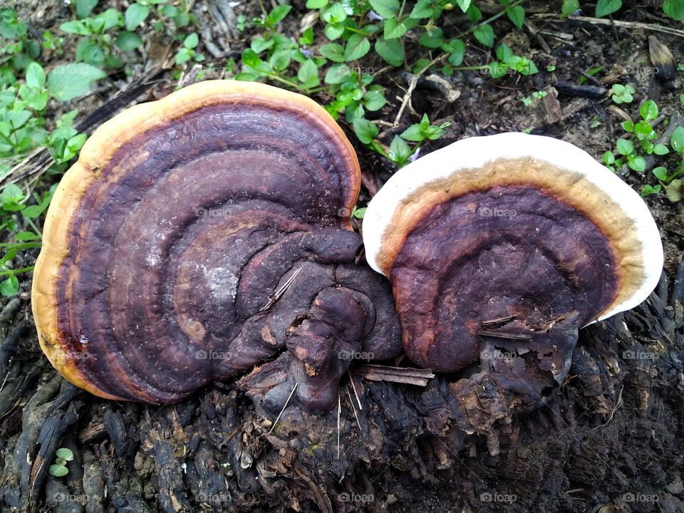 Photo of ganoderma fungus attacking the roots of an oil palm tree