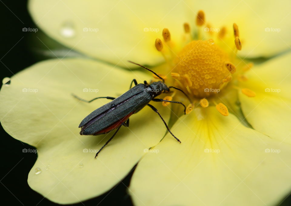 Insect on the yellow flower