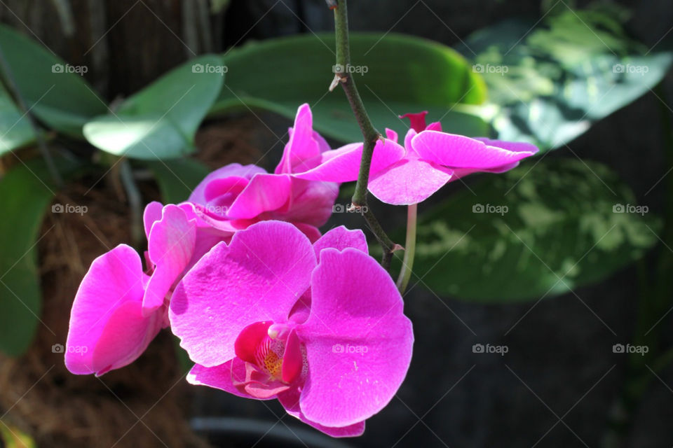 blooming Orchid Flower