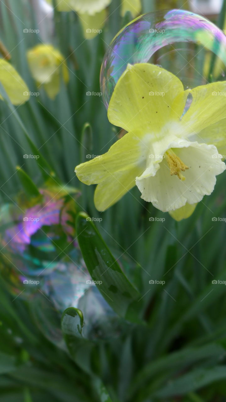 bubble in daffodil