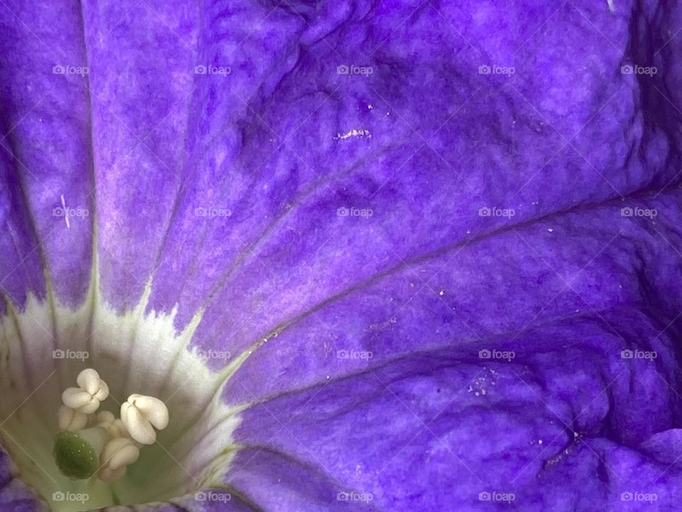 Flor macro roxo intenso, no canto esquerdo vista parcial do miolo branco com seu detalhes.
