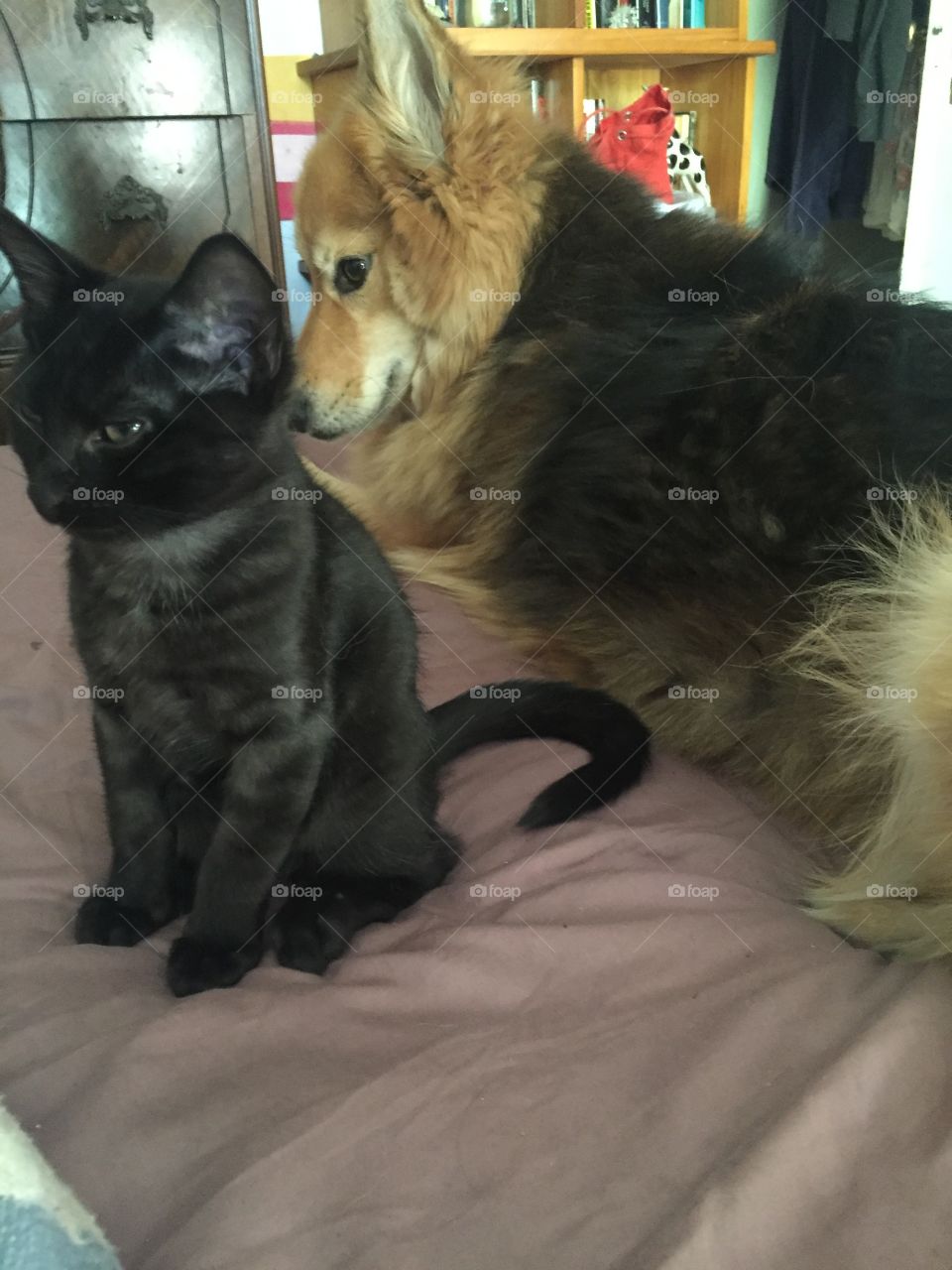 Serious cat with fluffy dog