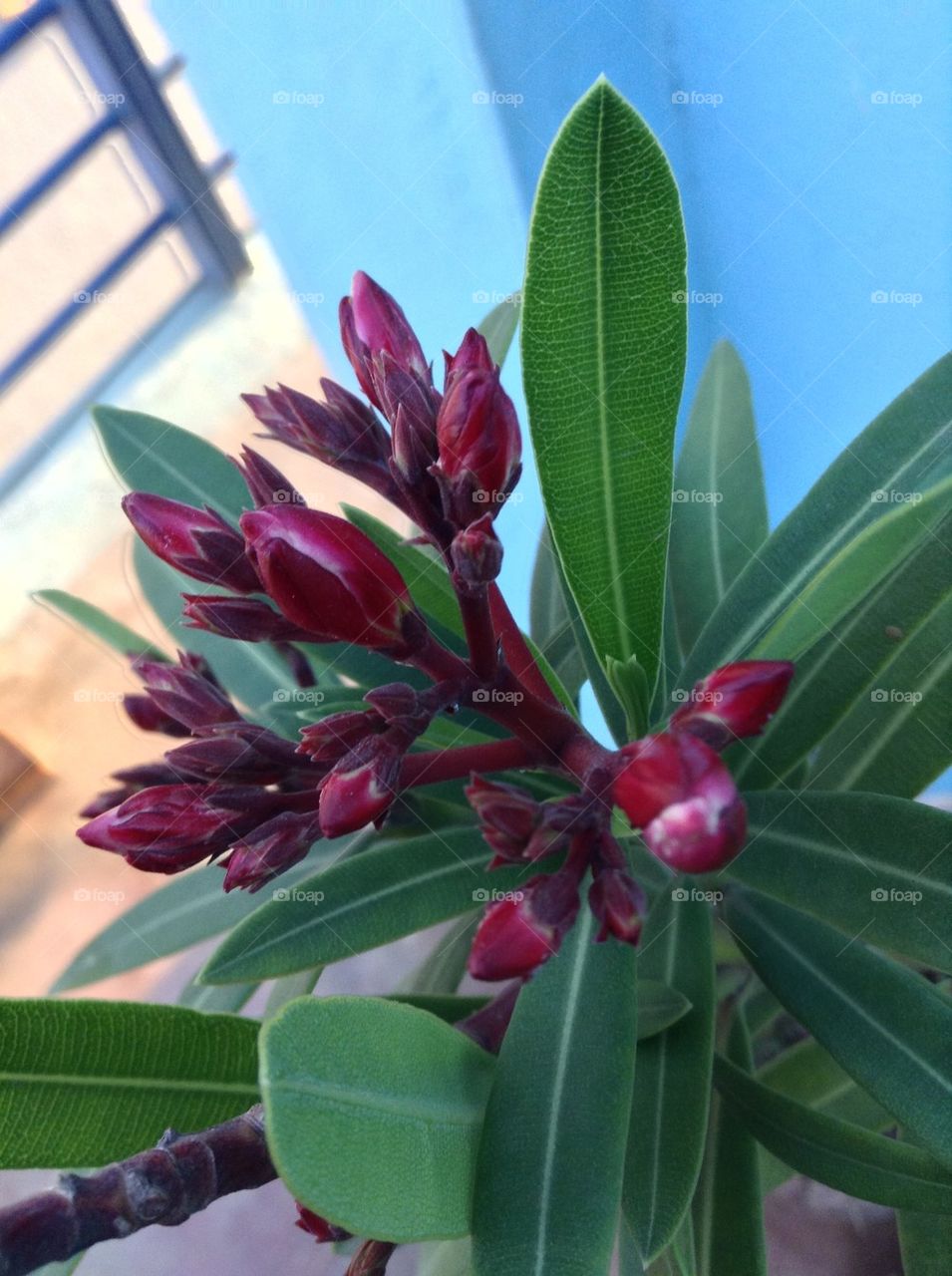 Beginnings of a wonder