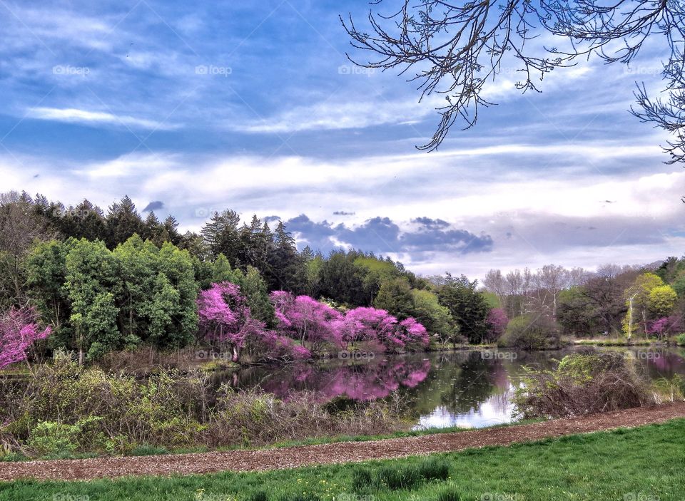 Redbuds of spring