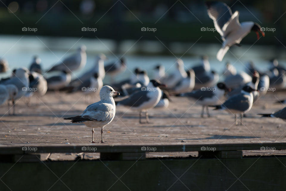 Bird at coast 