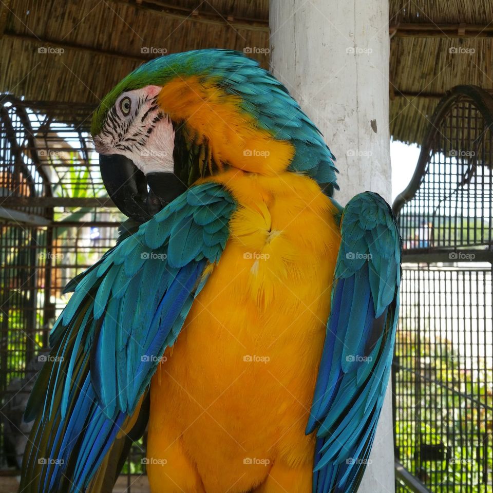 parrot