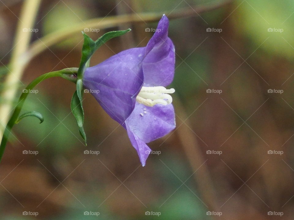Last bellflower