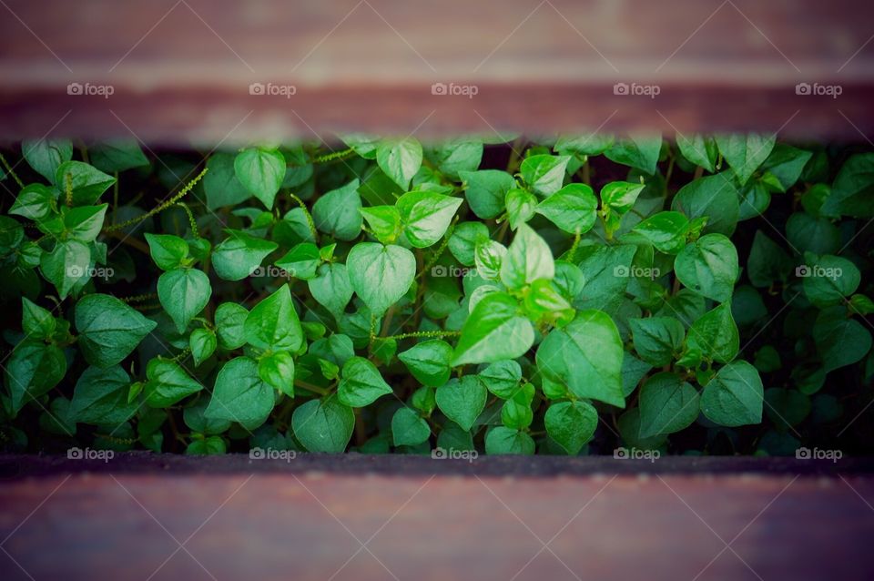 Fresh green under the staircase