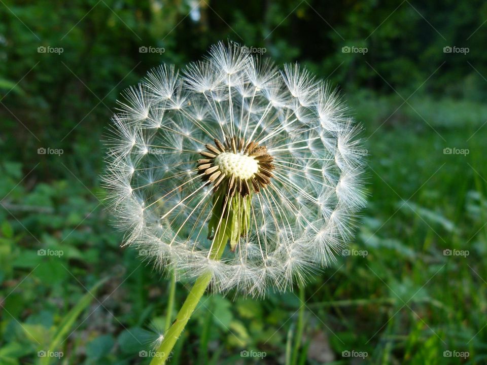 Pusteblume