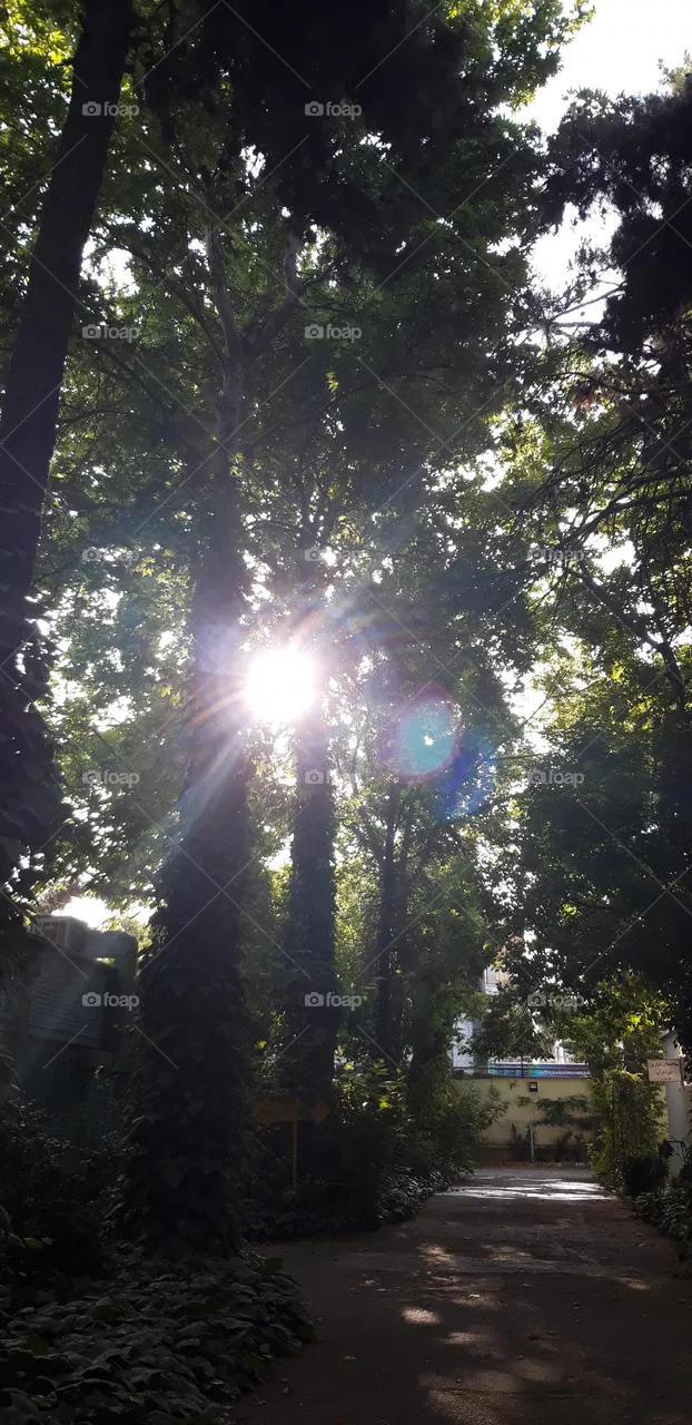 sun