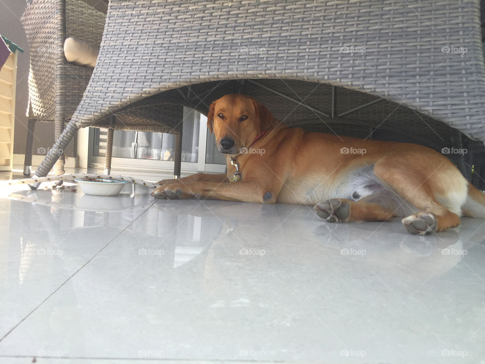 Hiding under the table